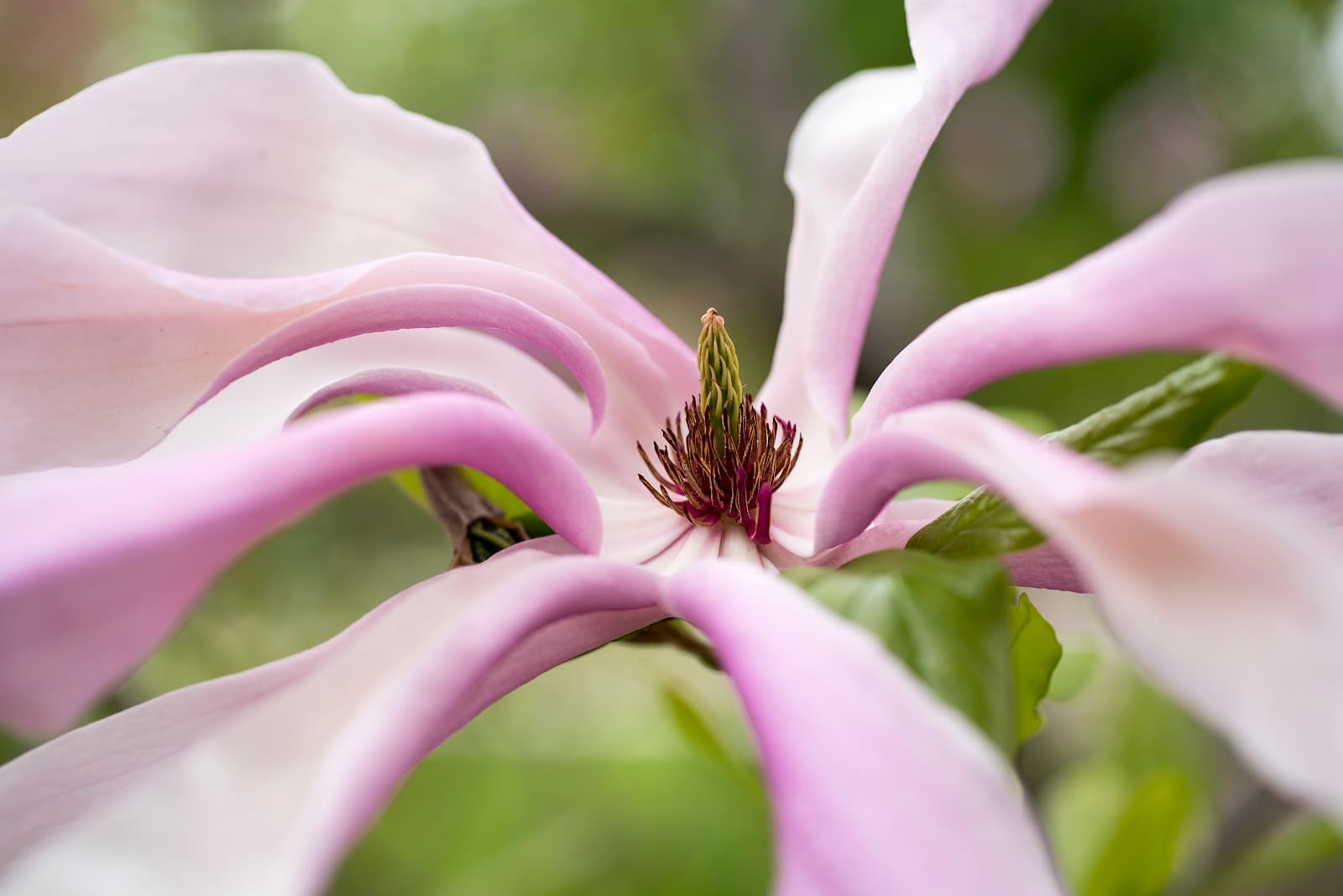 Montana Arboretum and Gardens - Image 1