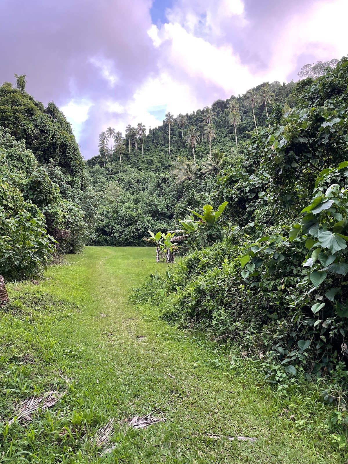 Cross-Island Track - Image 1