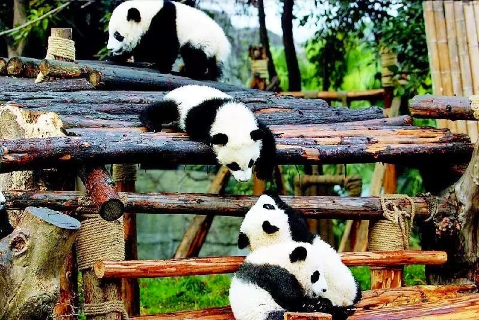 Panda Avenue Sculptures - Image 1