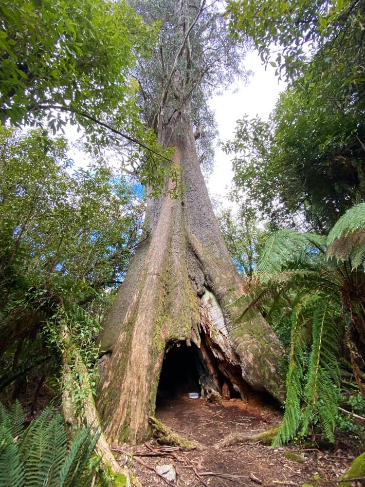 Blue Tier Giant Walk - Image 1