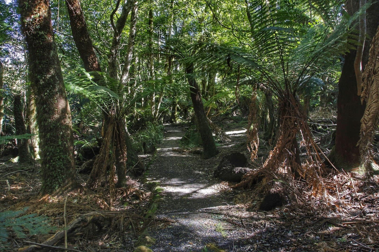 Blue Tier Forest Reserve - Image 1
