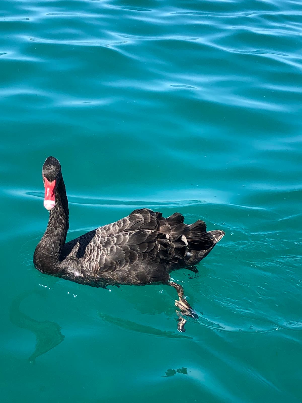 Rigby Island Nature Reserve - Image 1