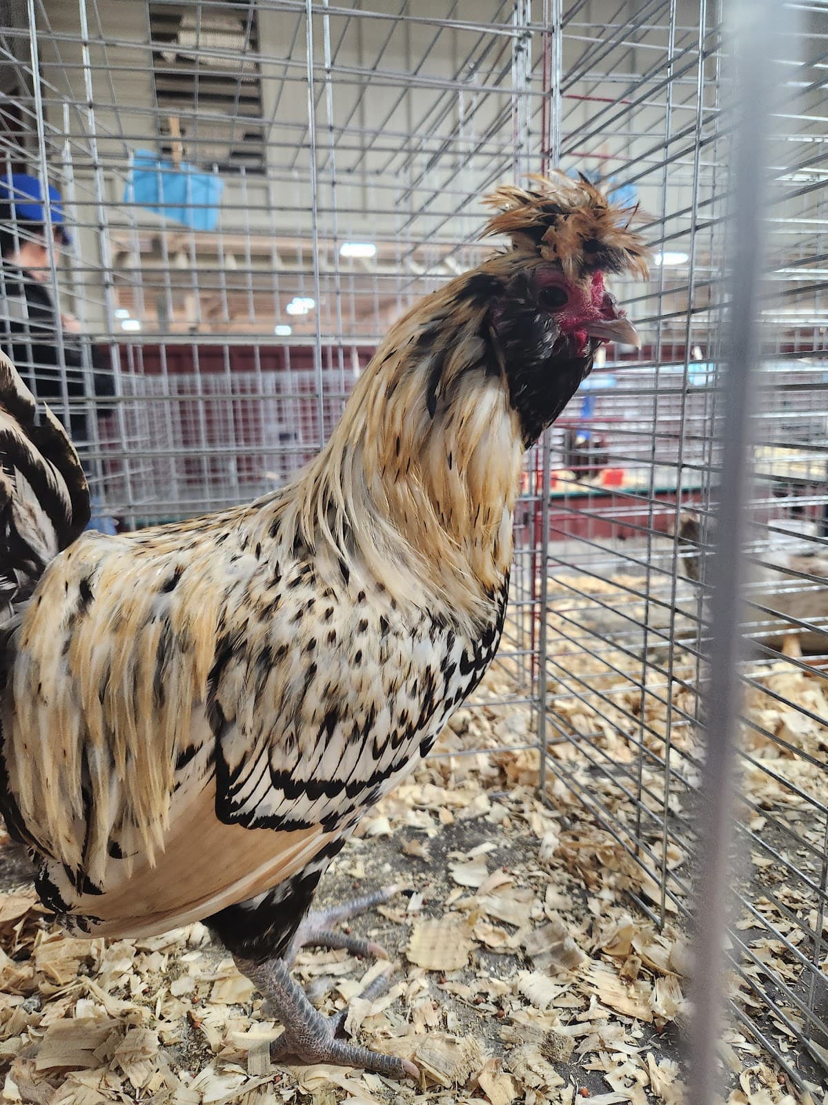 Cleveland County Fairgrounds - Image 1
