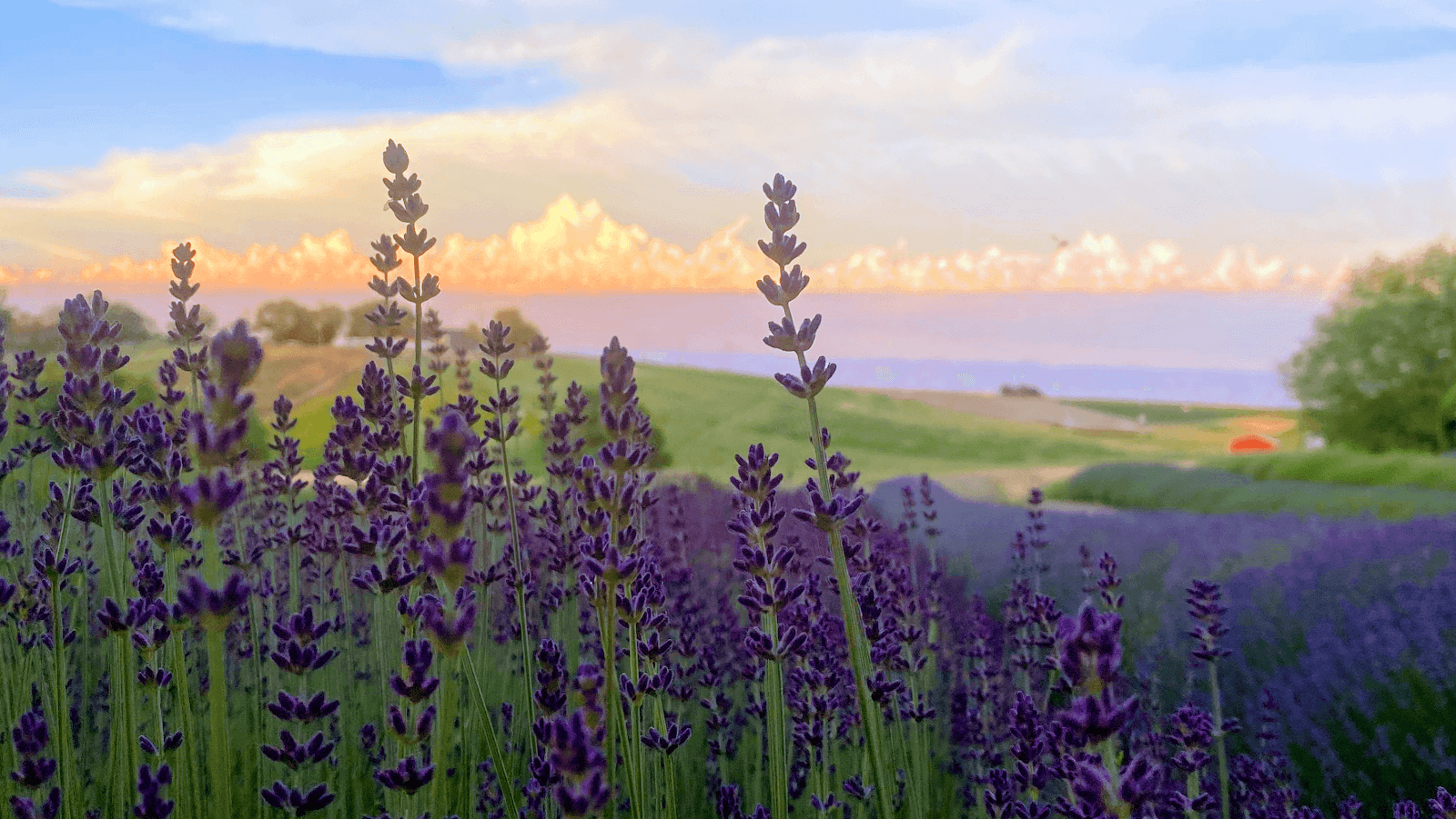 Blue Mountain Lavender Farm - Image 1