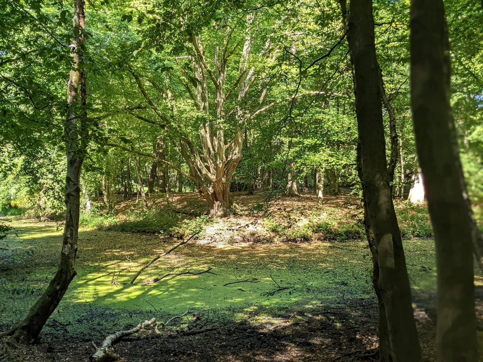 Trent Park Camlet Moat - Image 1