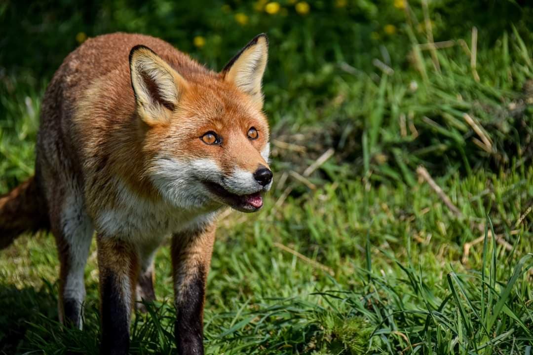 British Wildlife Centre - Image 1