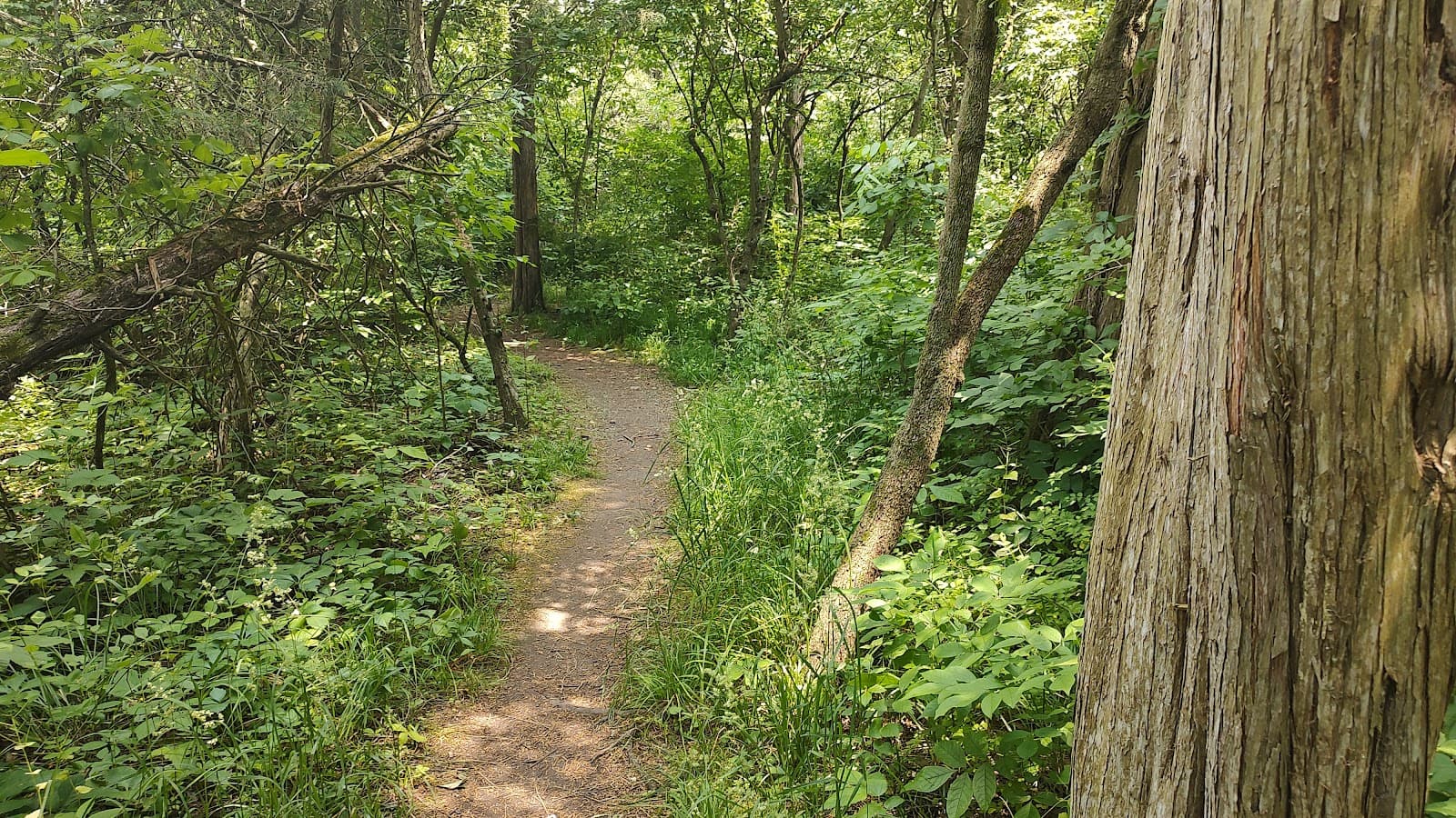 Scheele Preserve (Kelleys Island) - Image 1