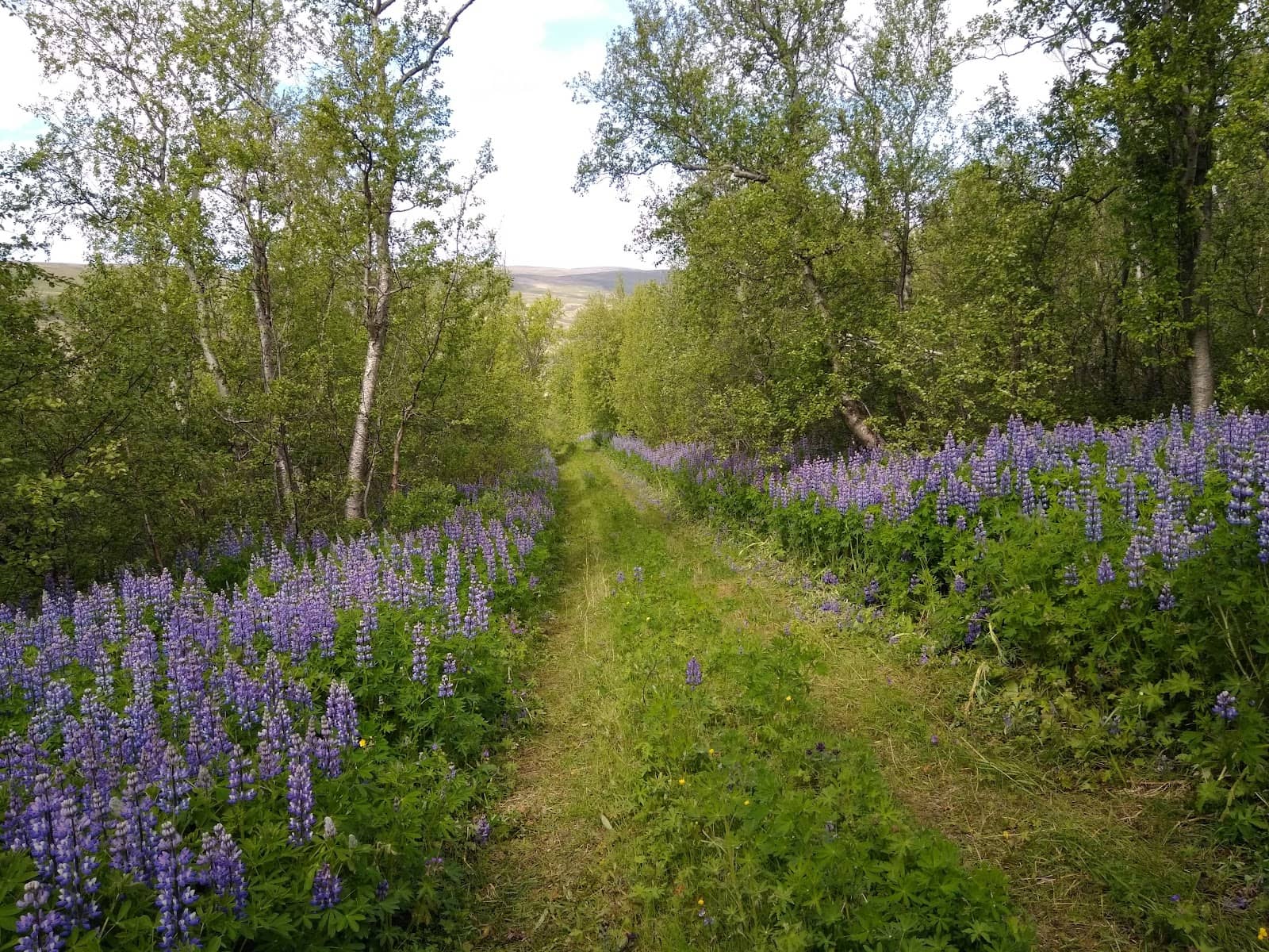Akureyri's Northern Charm
