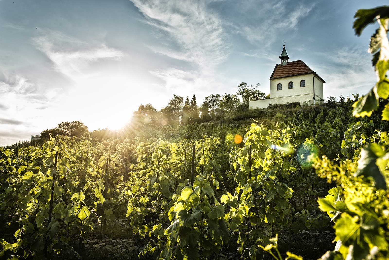 Vinice Sv. Kláry (Botanical Garden) - Image 1