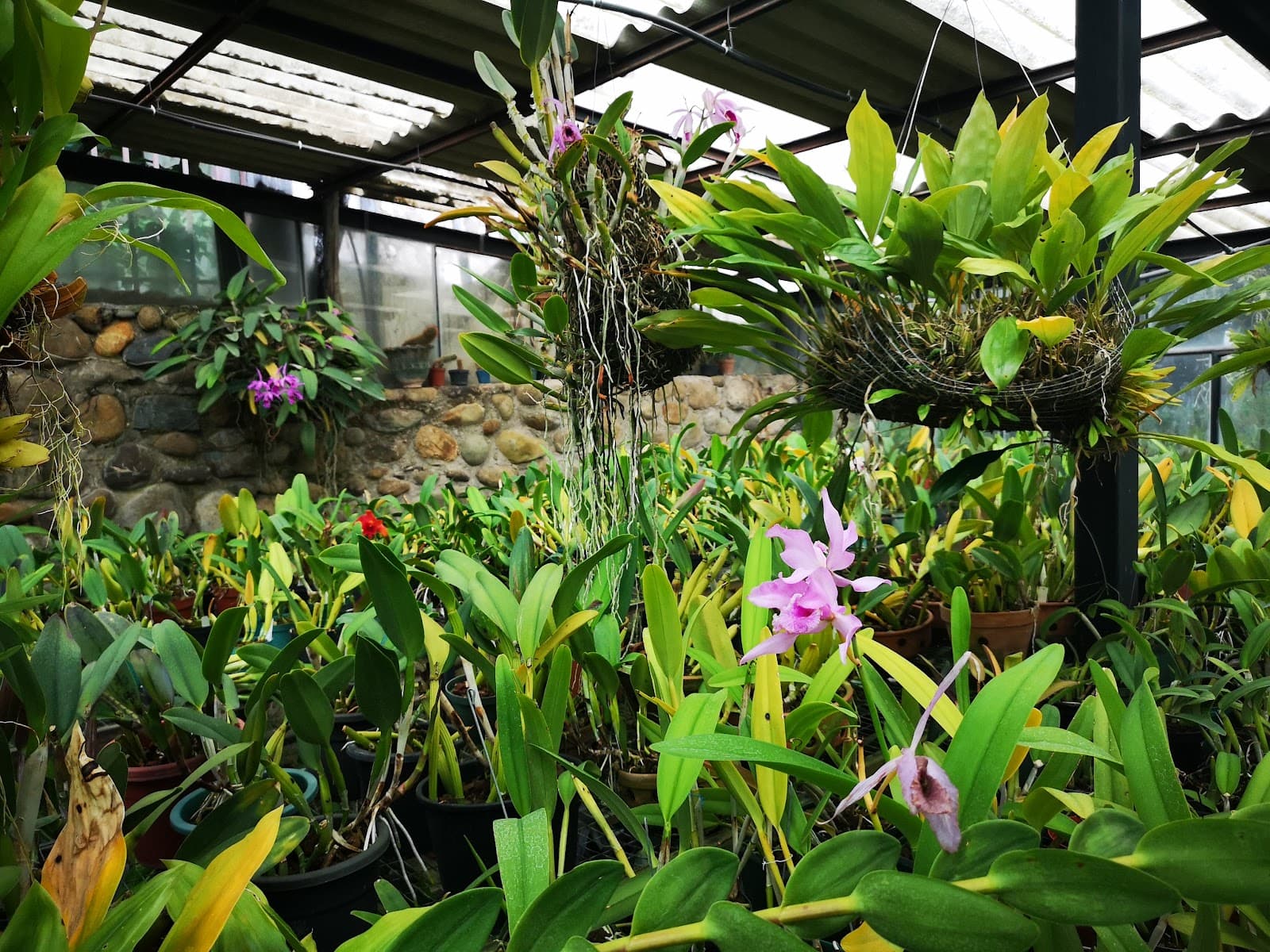 Orchidarium University of Cuenca - Image 1