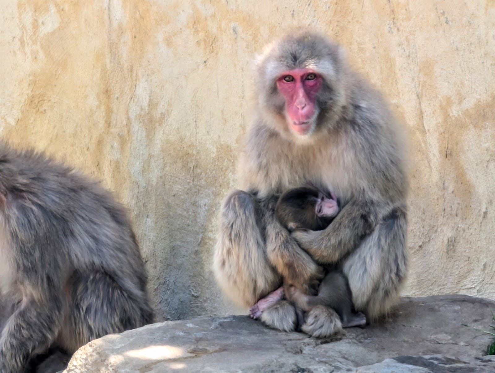 Japanese Macaque Enclosure City Park - Image 1