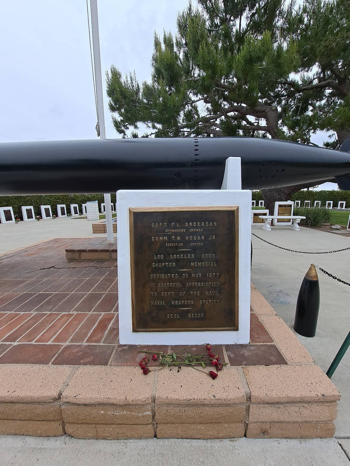 Pacific Green Sea Turtle