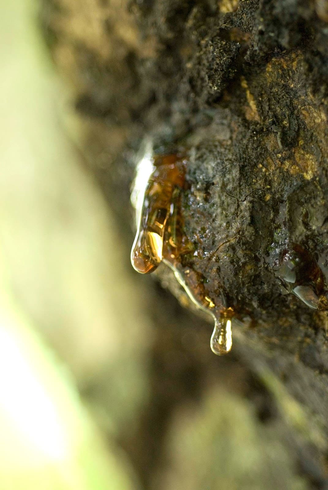 Amber World Museum - Image 1