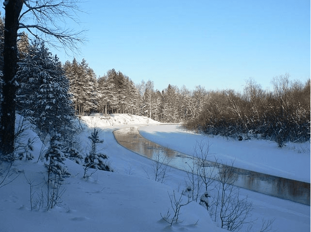 Bolshaya Kokshaga Nature Reserve - Image 1