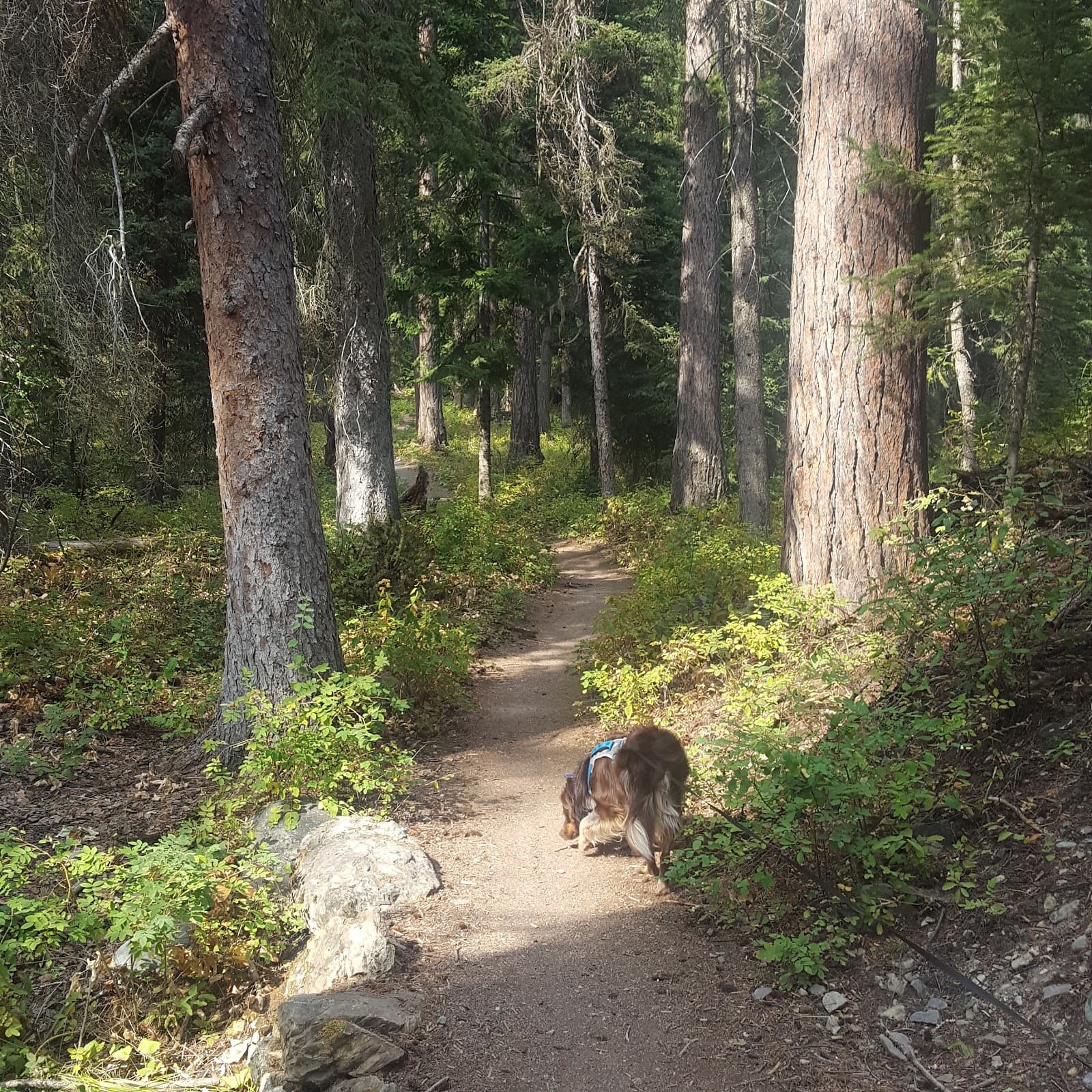 Whitefish River Trail - Image 1