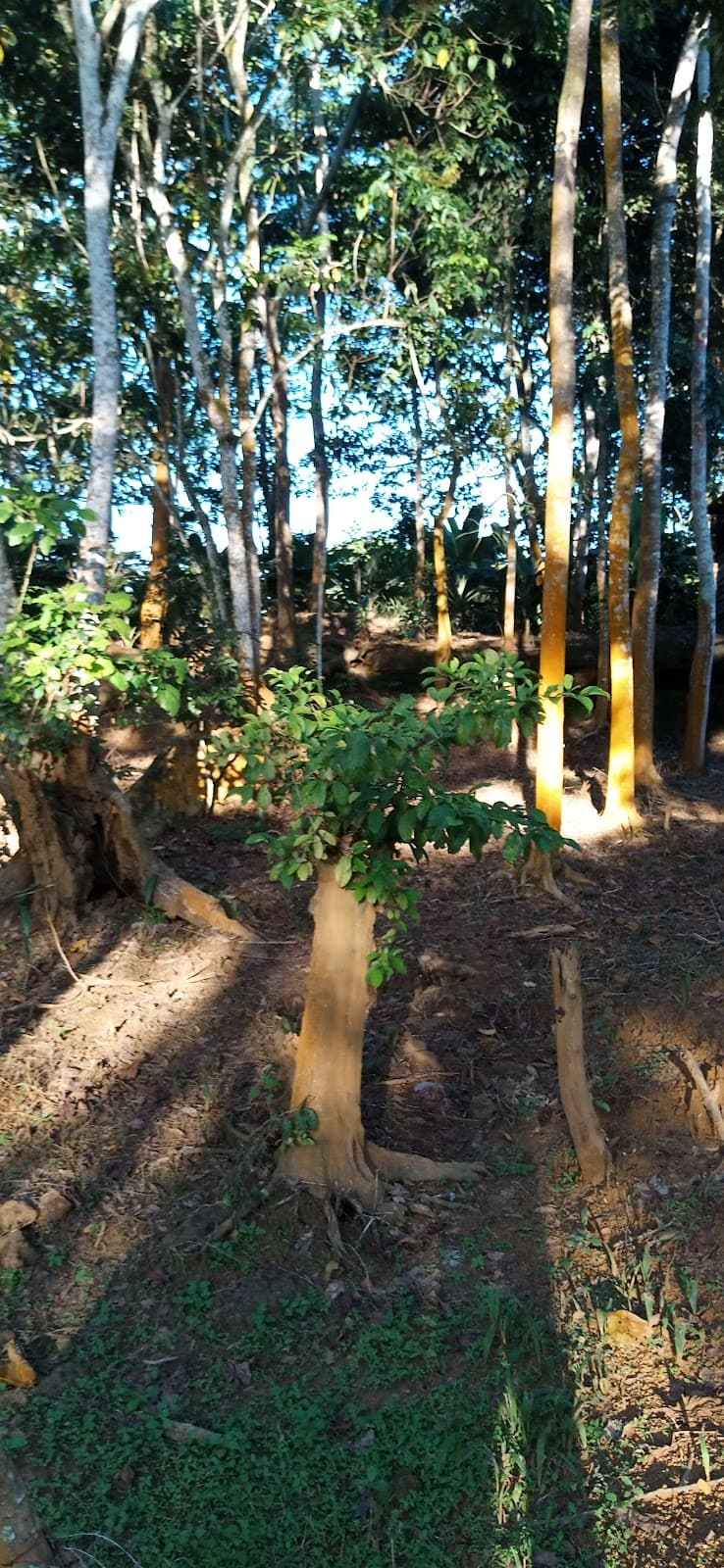 Bussi Island - Image 1