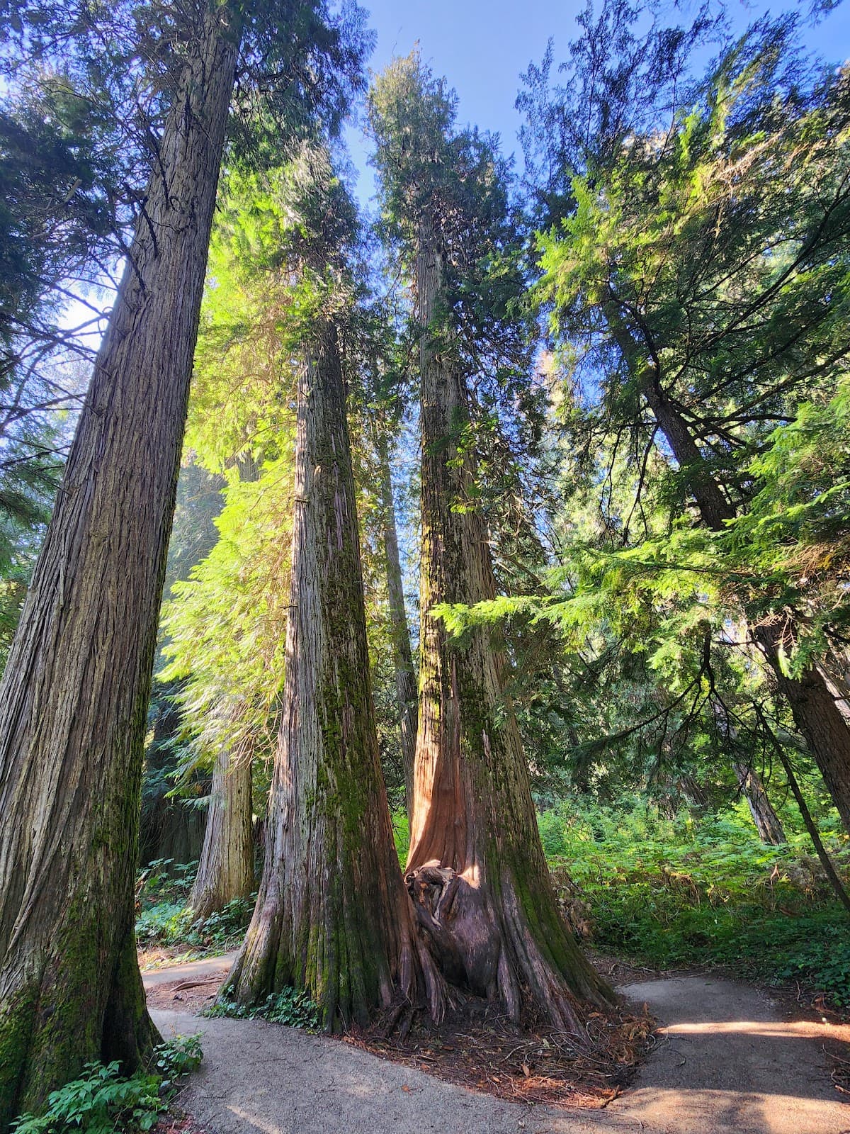 Ross Creek Cedars Scenic Area - Image 1
