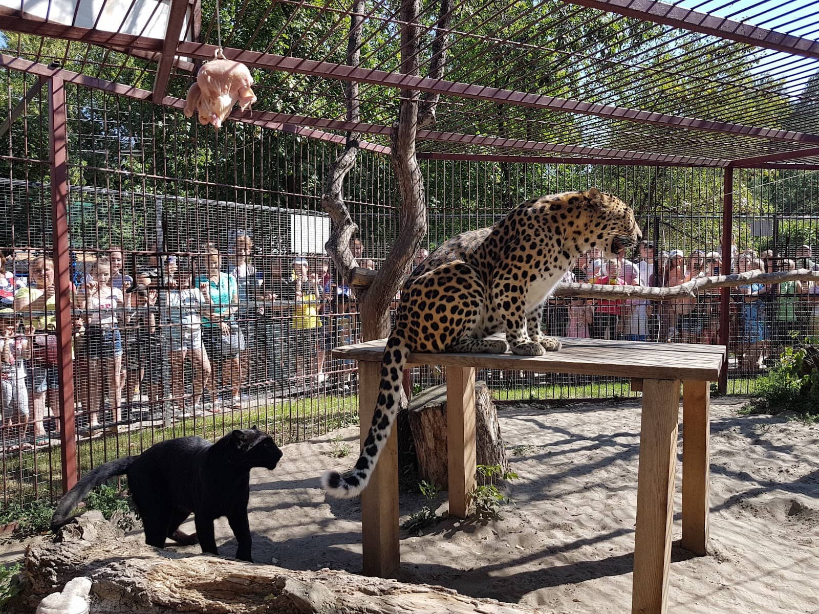 Interactive Playground