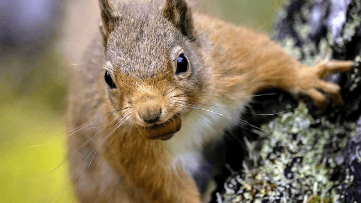 Californian Giant Redwood