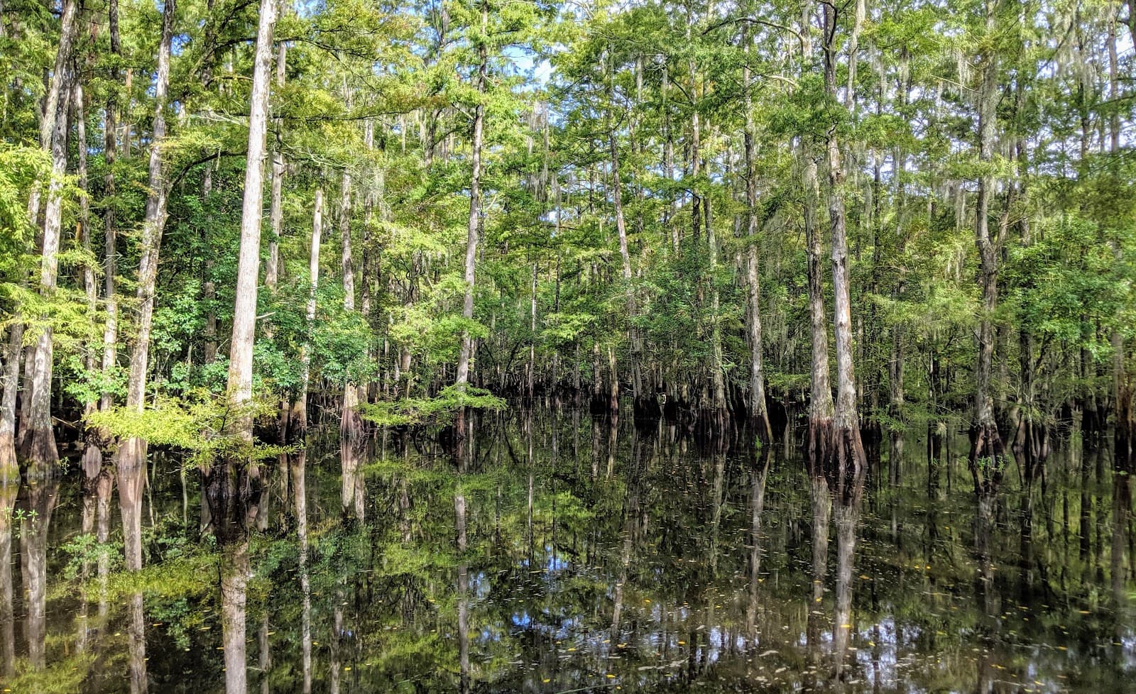 Tosohatchee Wildlife Management Area - Image 1