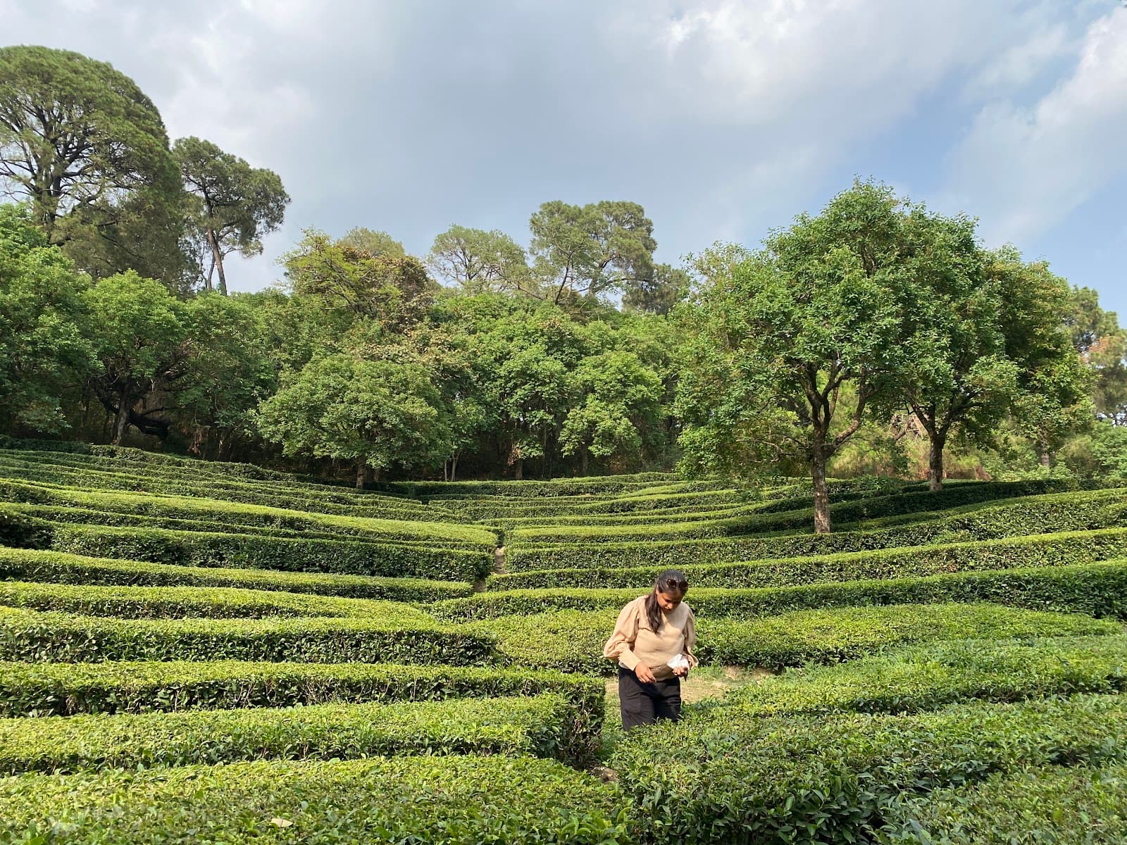 Kangra Tea Gardens - Image 1