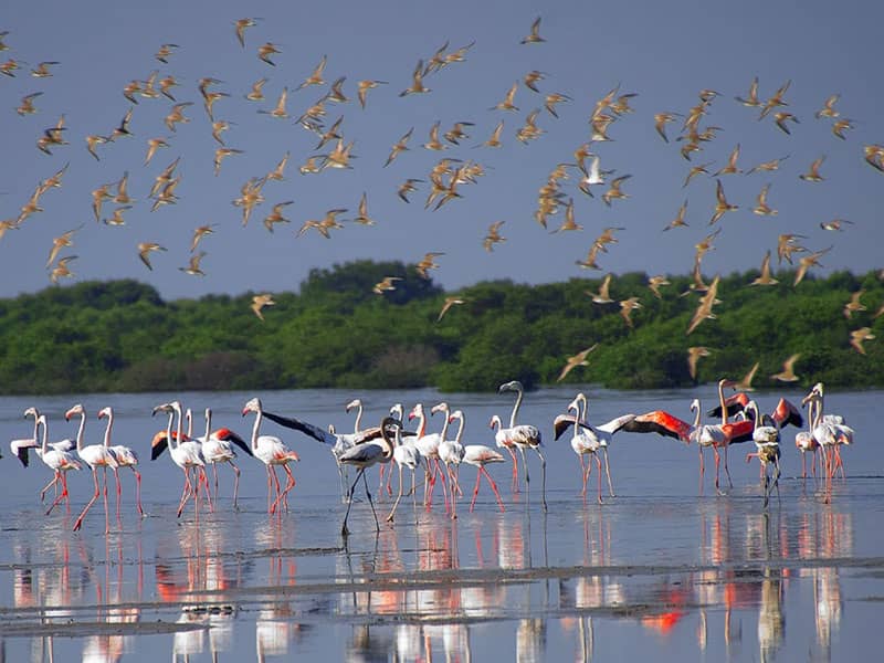 Mangrove Planting Experience