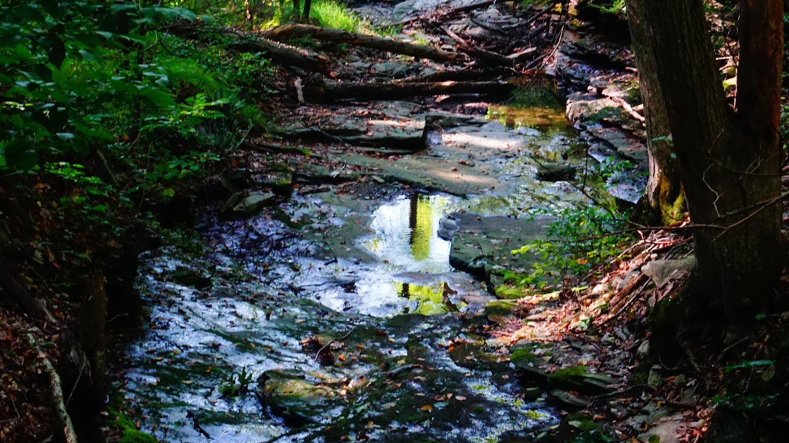 Chapman Pond Preserve - Image 1