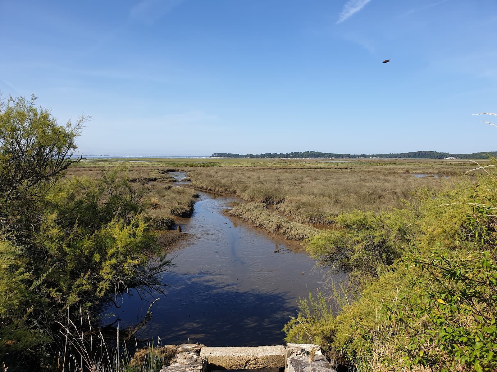 Réserve des Prés Salés d'Arès et de Lège - Image 1