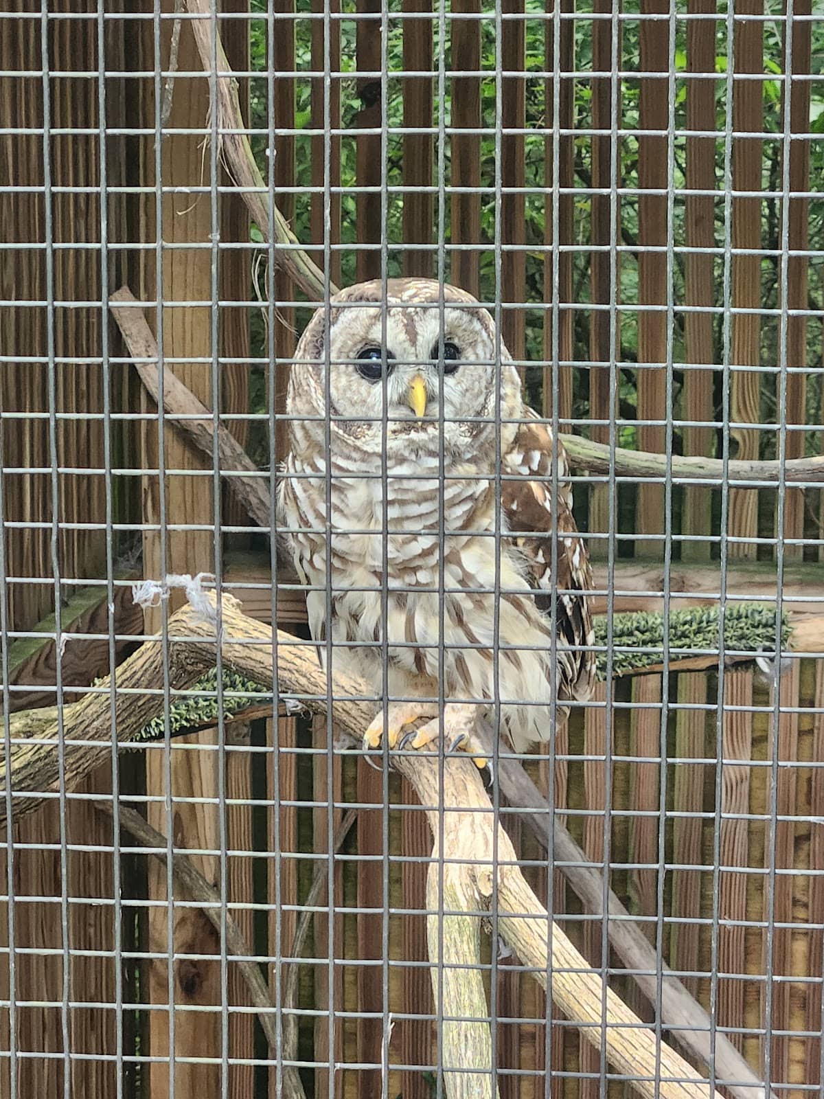 Informative Bird Displays