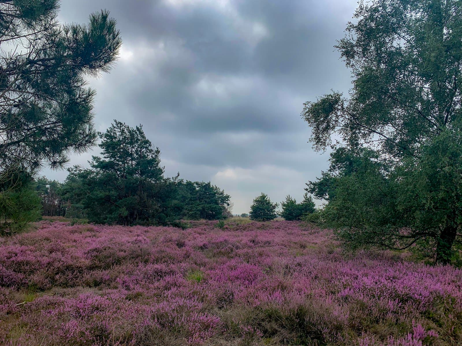 Strabrechtse Heide - Image 1