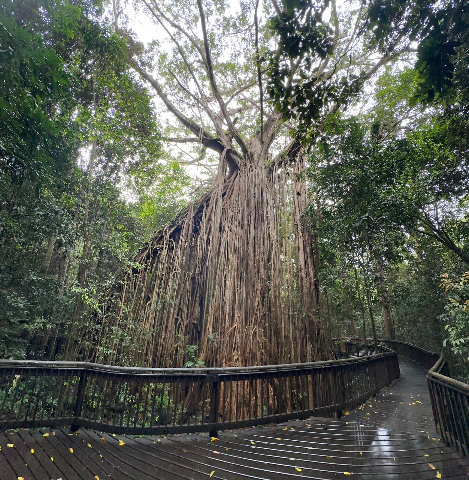 Curtain Fig Tree - Image 1