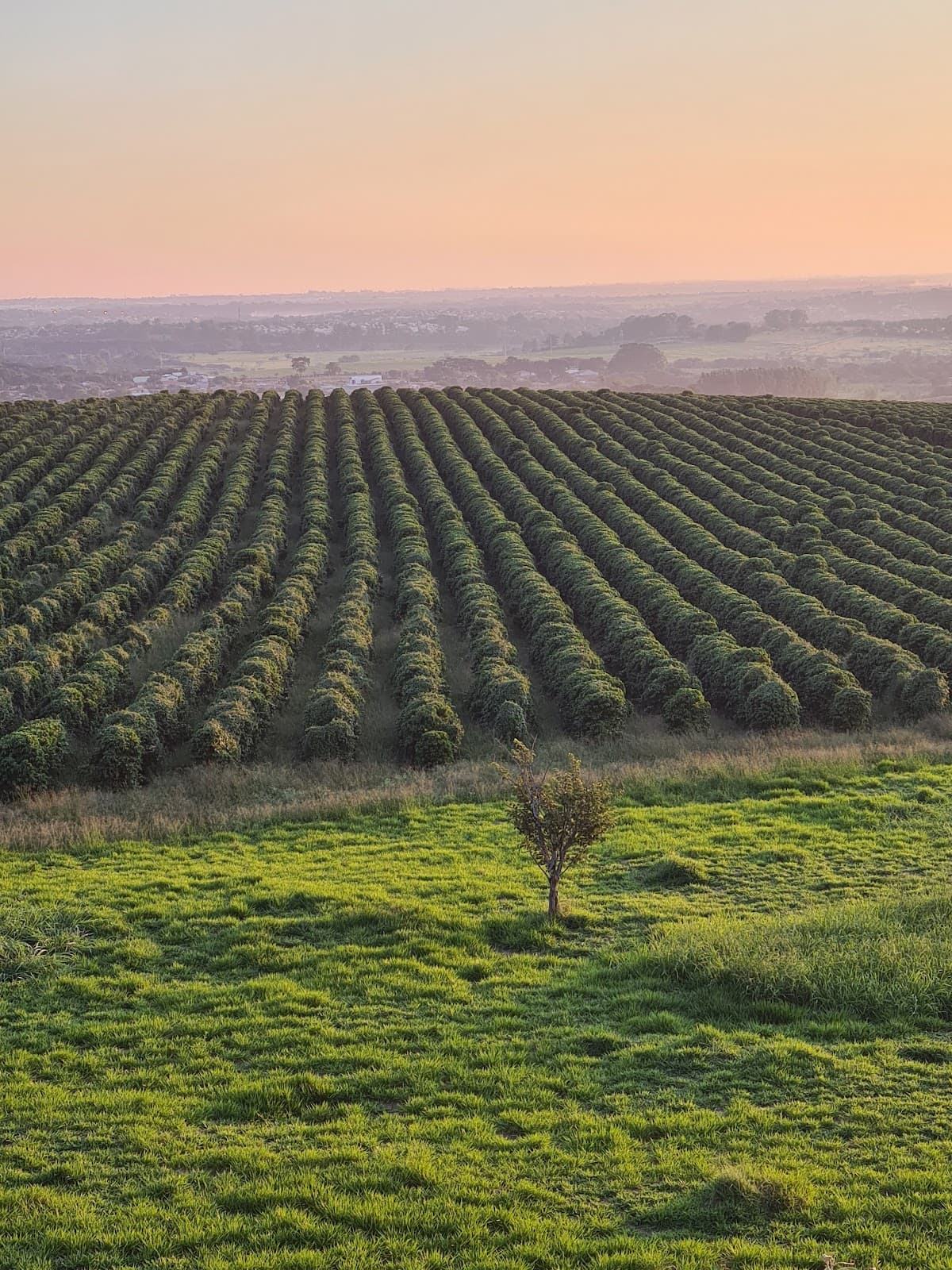 Fazenda Tozan Monte d'Este - Image 1