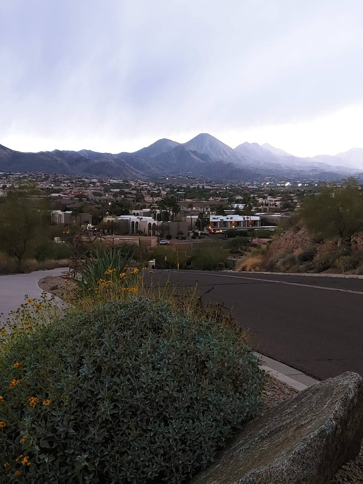 Desert Flora & Fauna