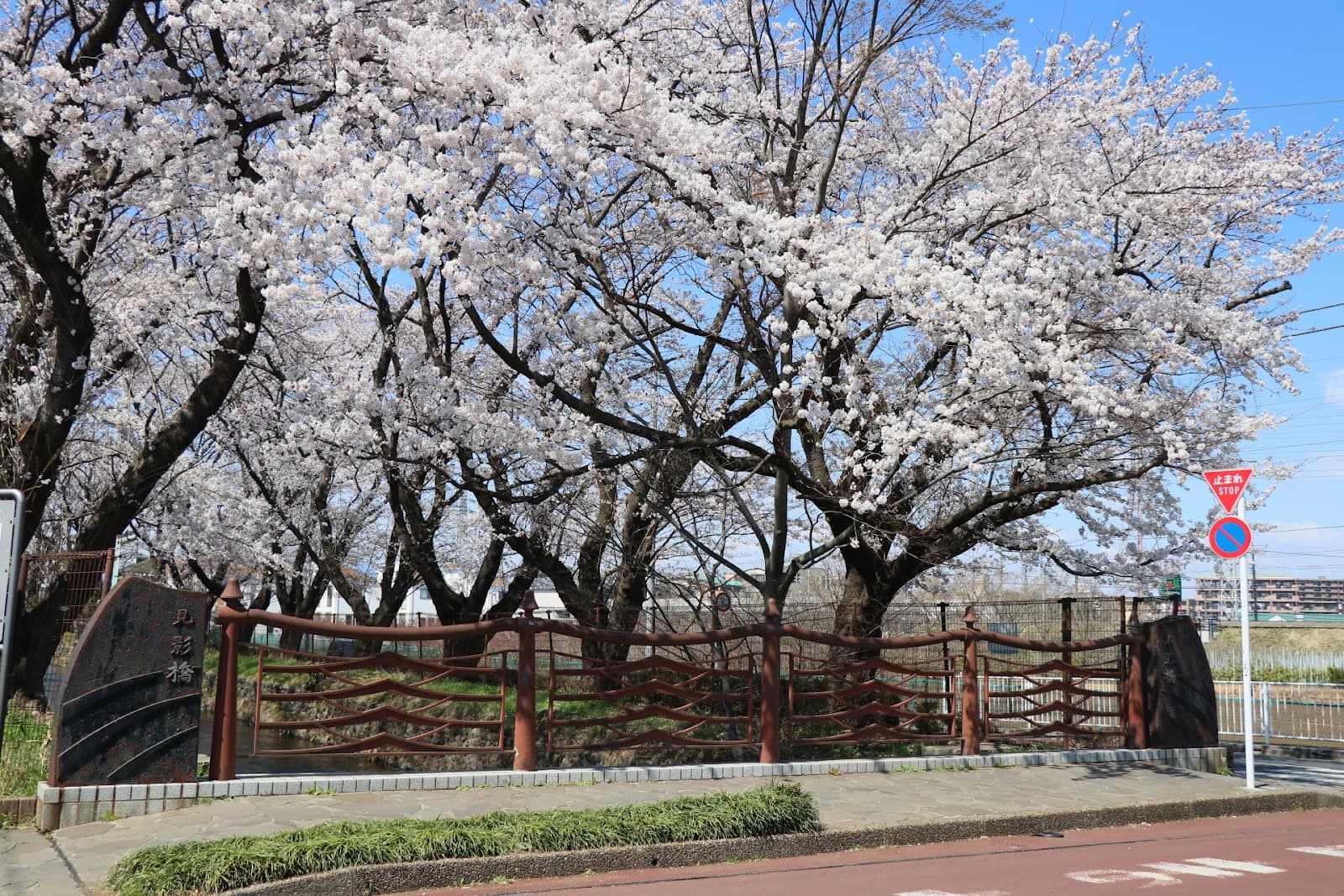 Tamagawa Aqueduct Cherry Row (Mitaka) - Image 1