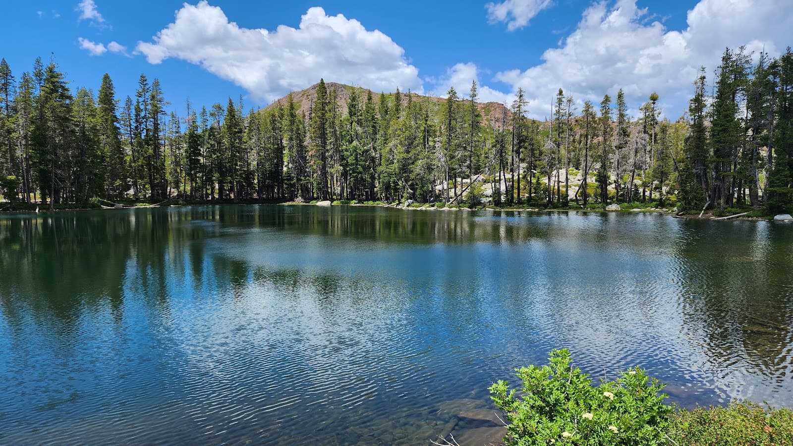 Tahoe National Forest (Truckee RD) - Image 1