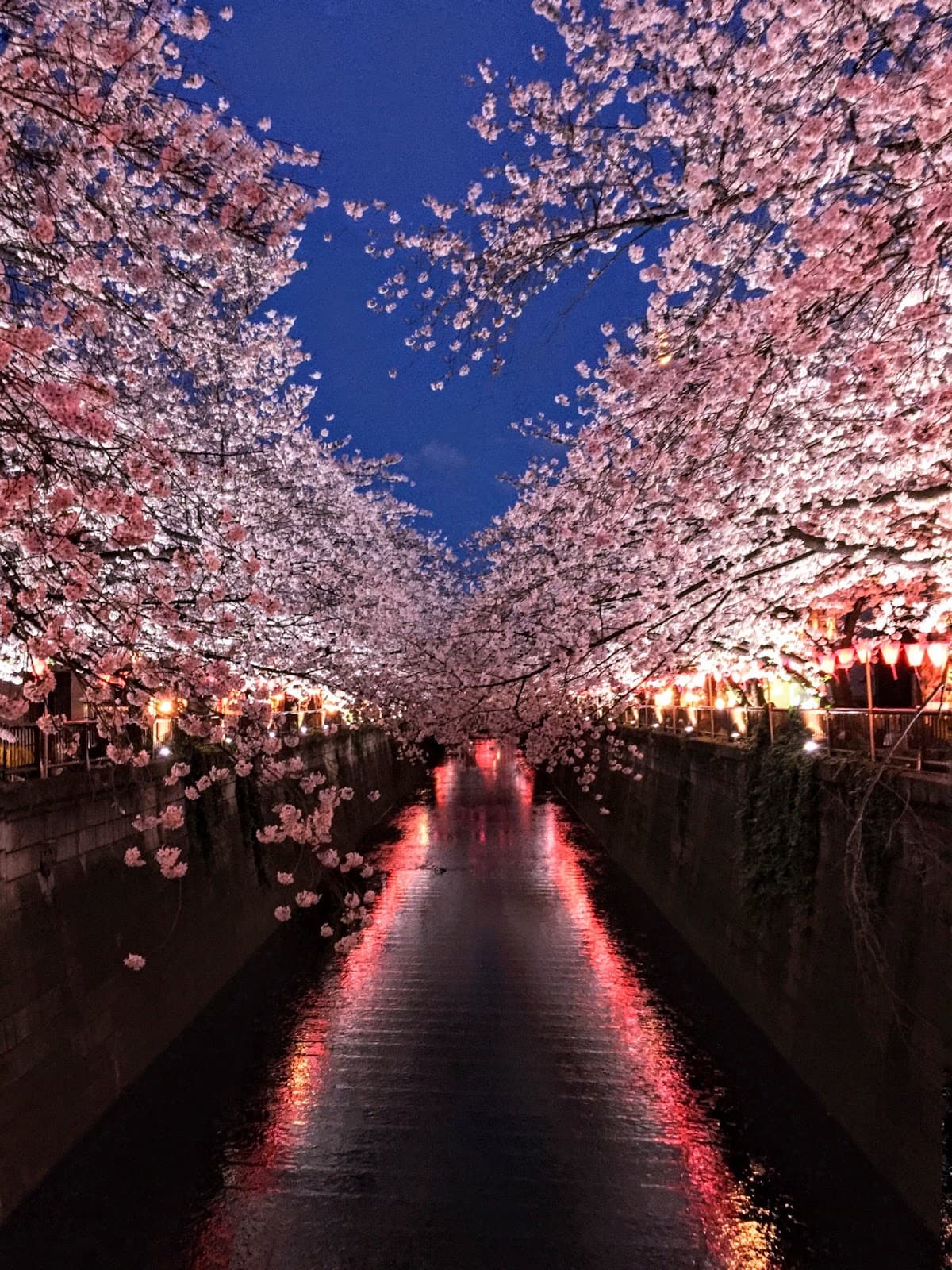 Along various rivers (e.g., Meguro, Sumida) - Image 1