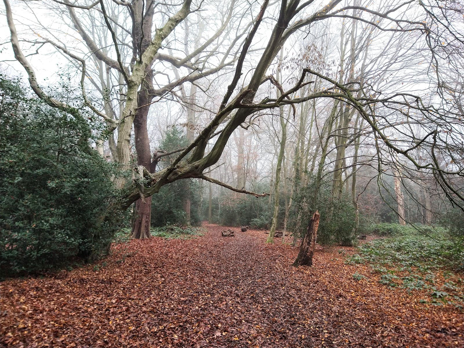 Whitewebbs Park - Image 1