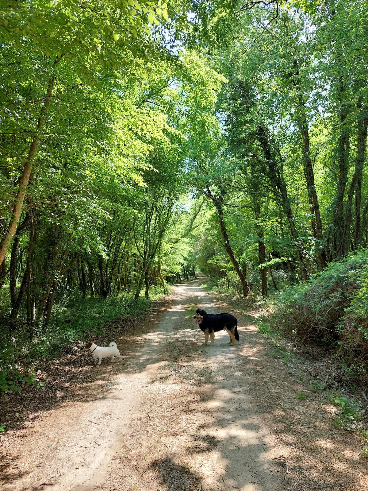 Kontija Forest - Image 1