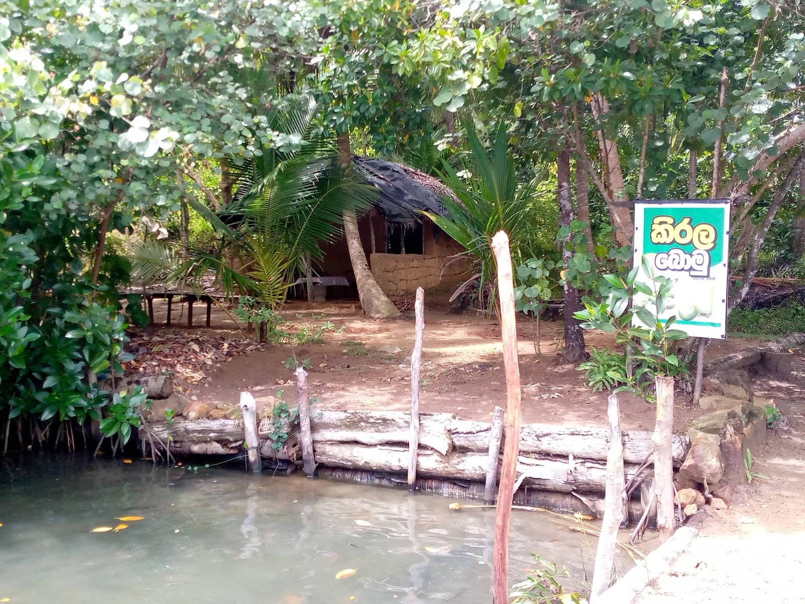 Local Wildlife Encounters