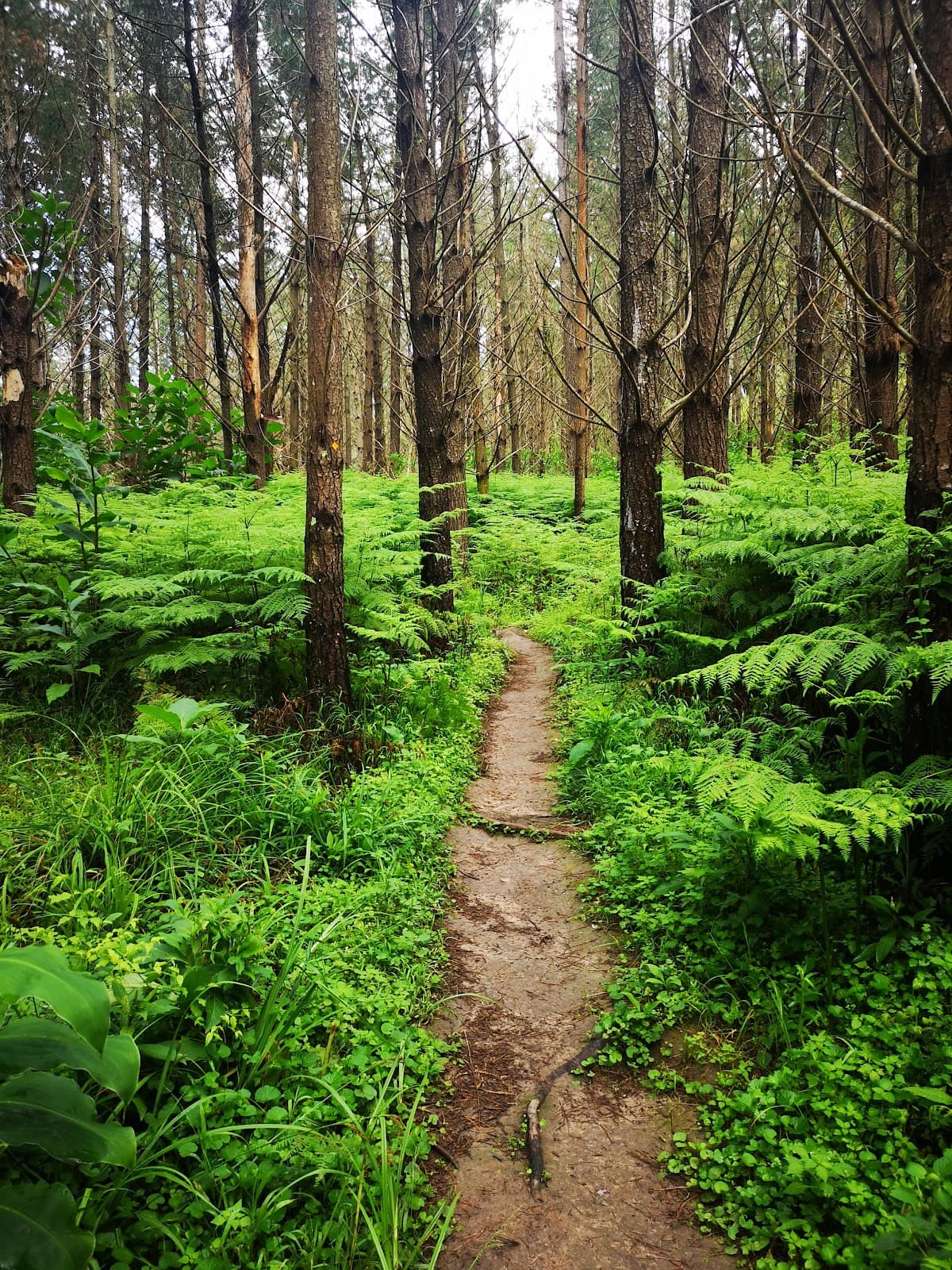Outeniqua Hiking Trail - Image 1
