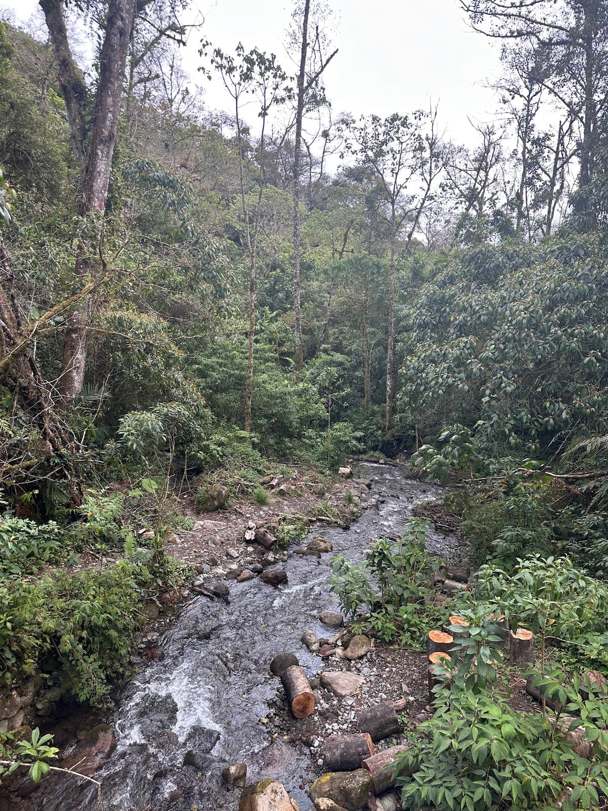 Los Quetzales Trail Boquete - Image 1
