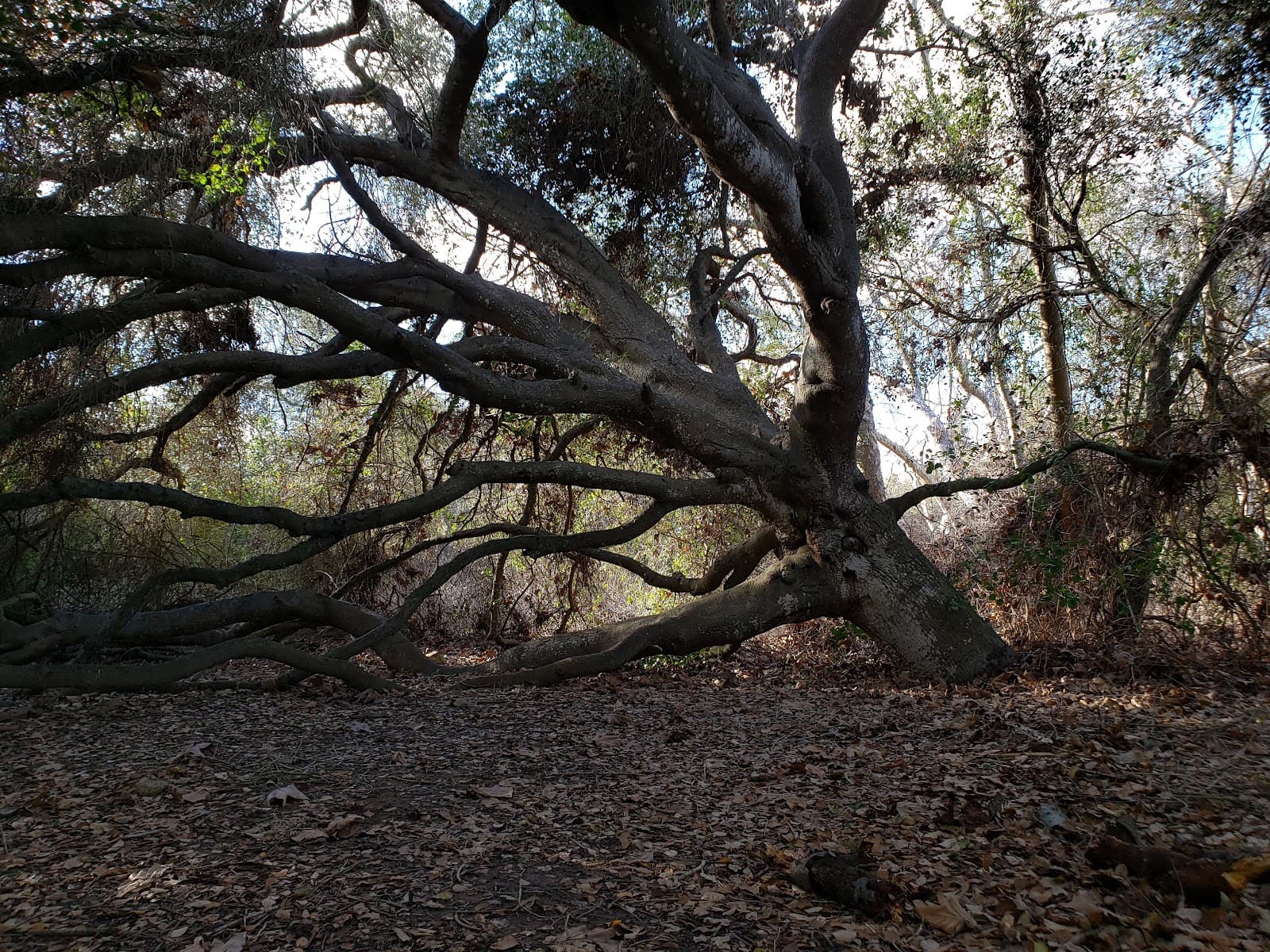 Marian Bear Memorial Park - Image 1