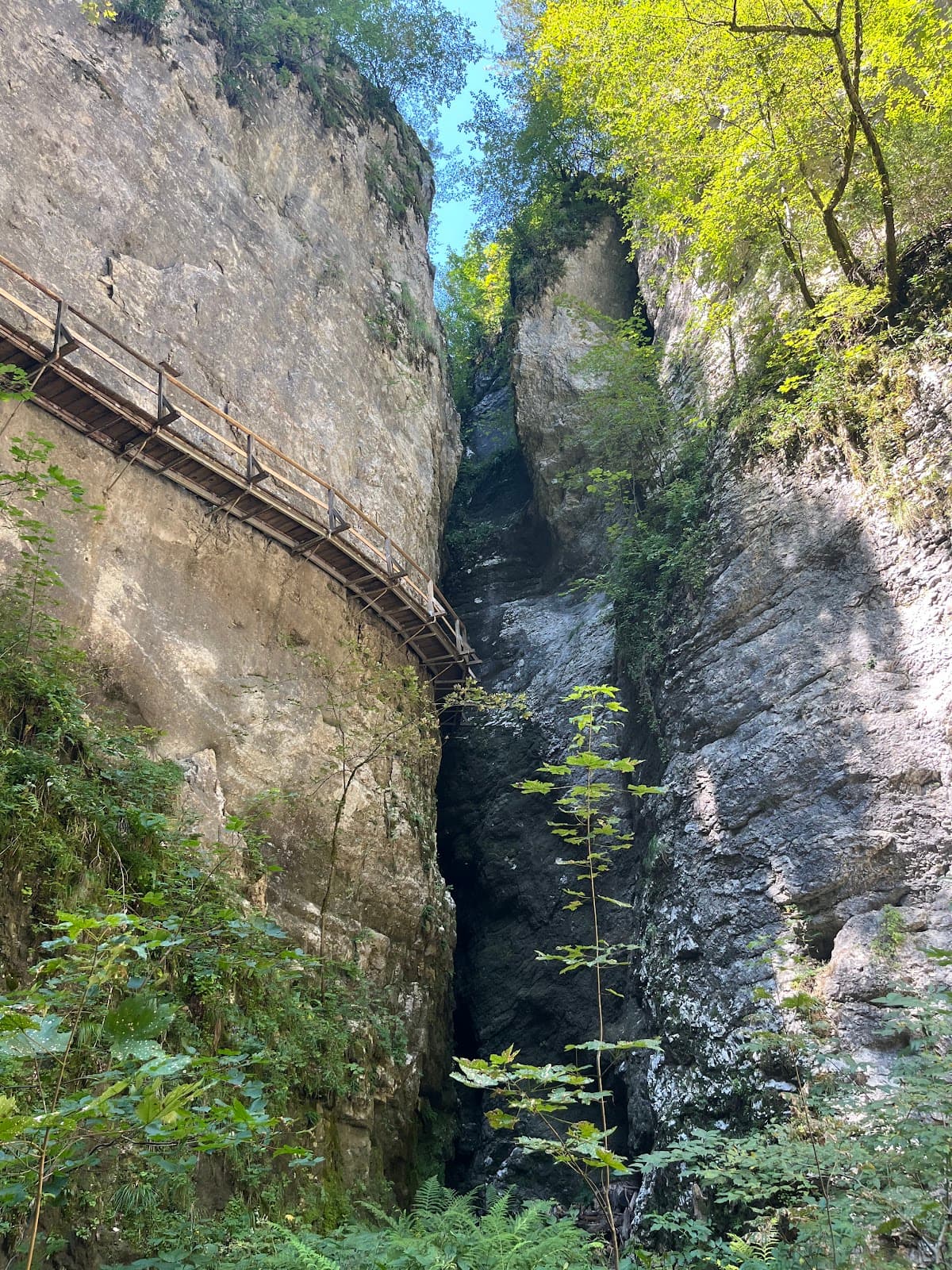 Pokljuka Plateau - Image 1