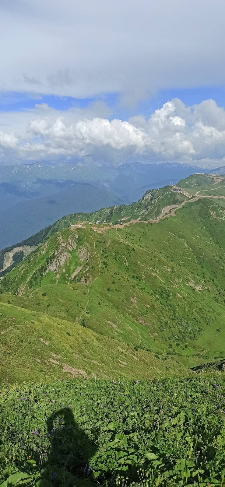 Alpine Flower Kingdom