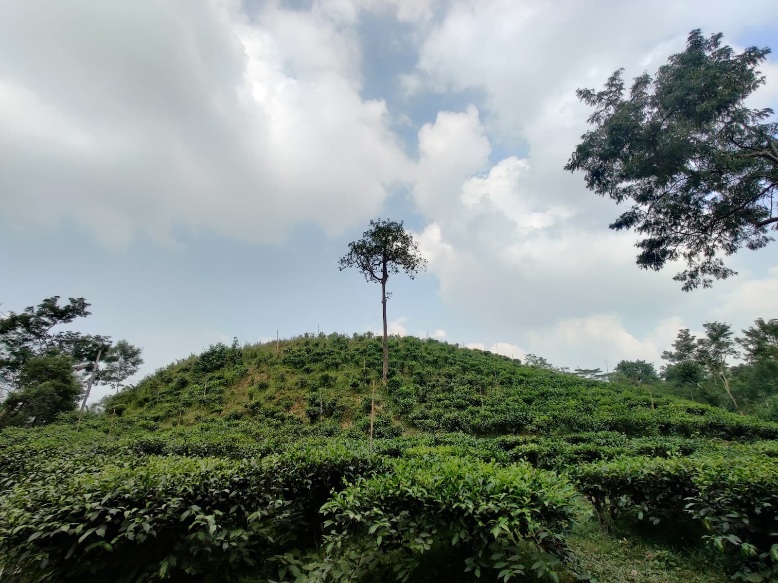 Tarapur Tea Estate - Image 1