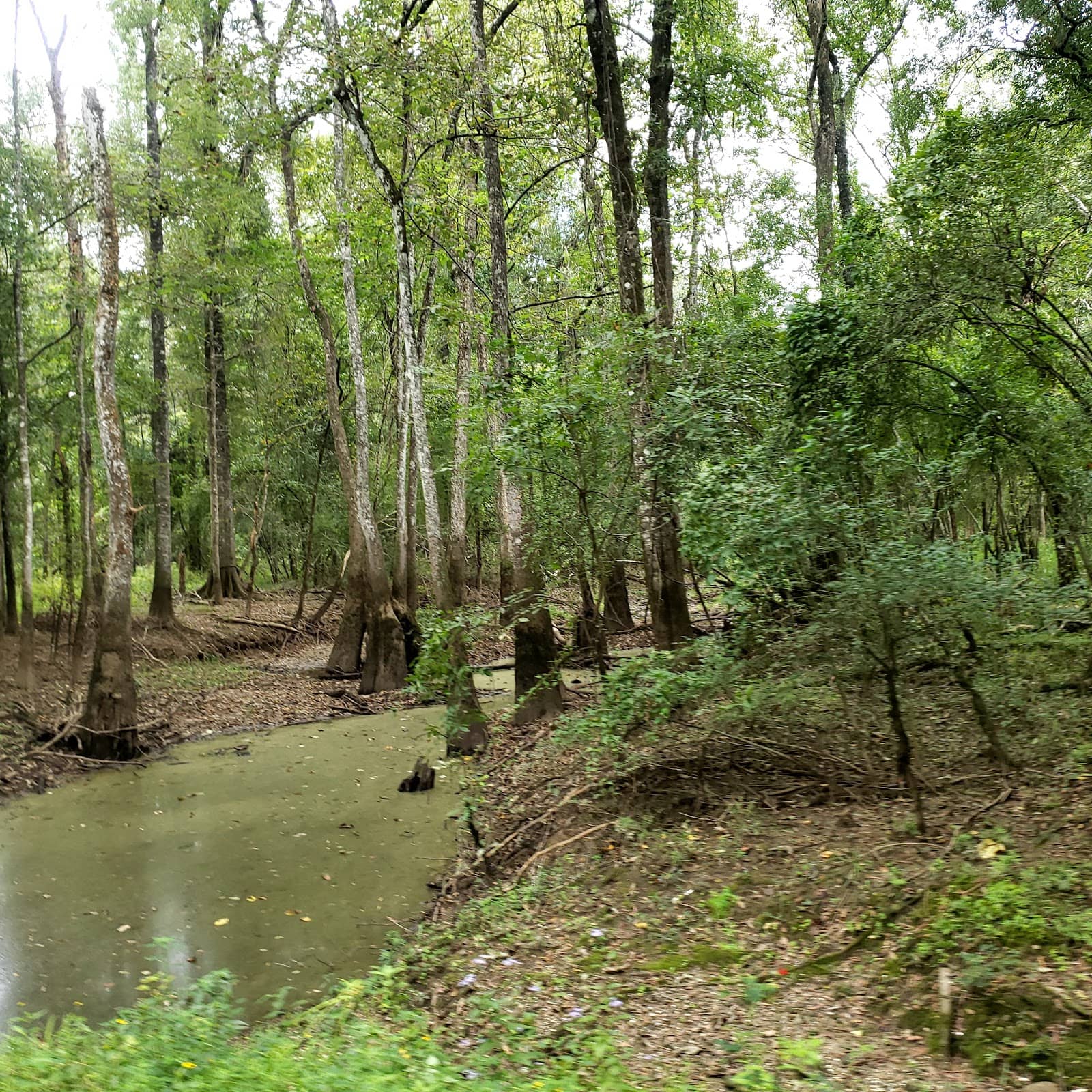 Wildlife Observation