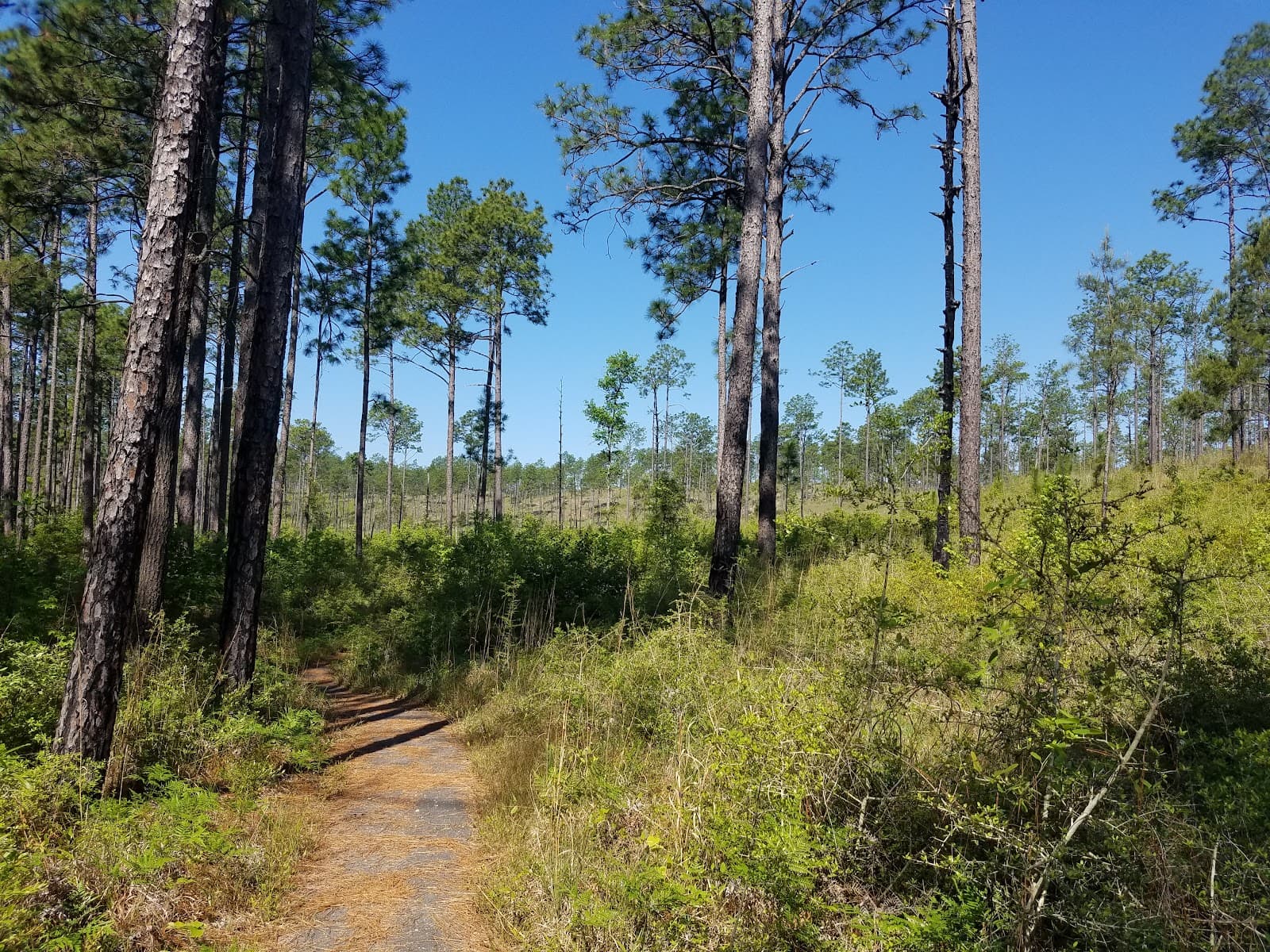 Longleaf Vista Recreation Area (Kisatchie NF) - Image 1