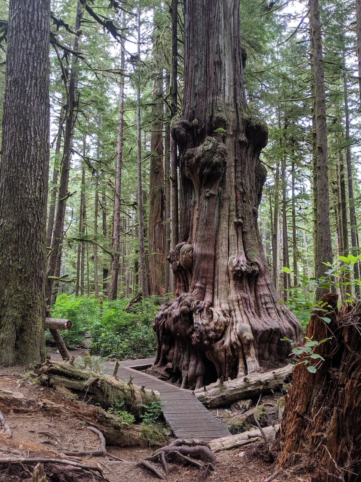 Avatar Grove - Image 1
