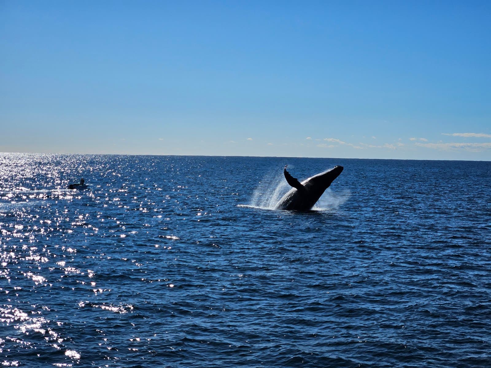 Gold Coast Whale Watching Tours Queensland Australia - Image 1