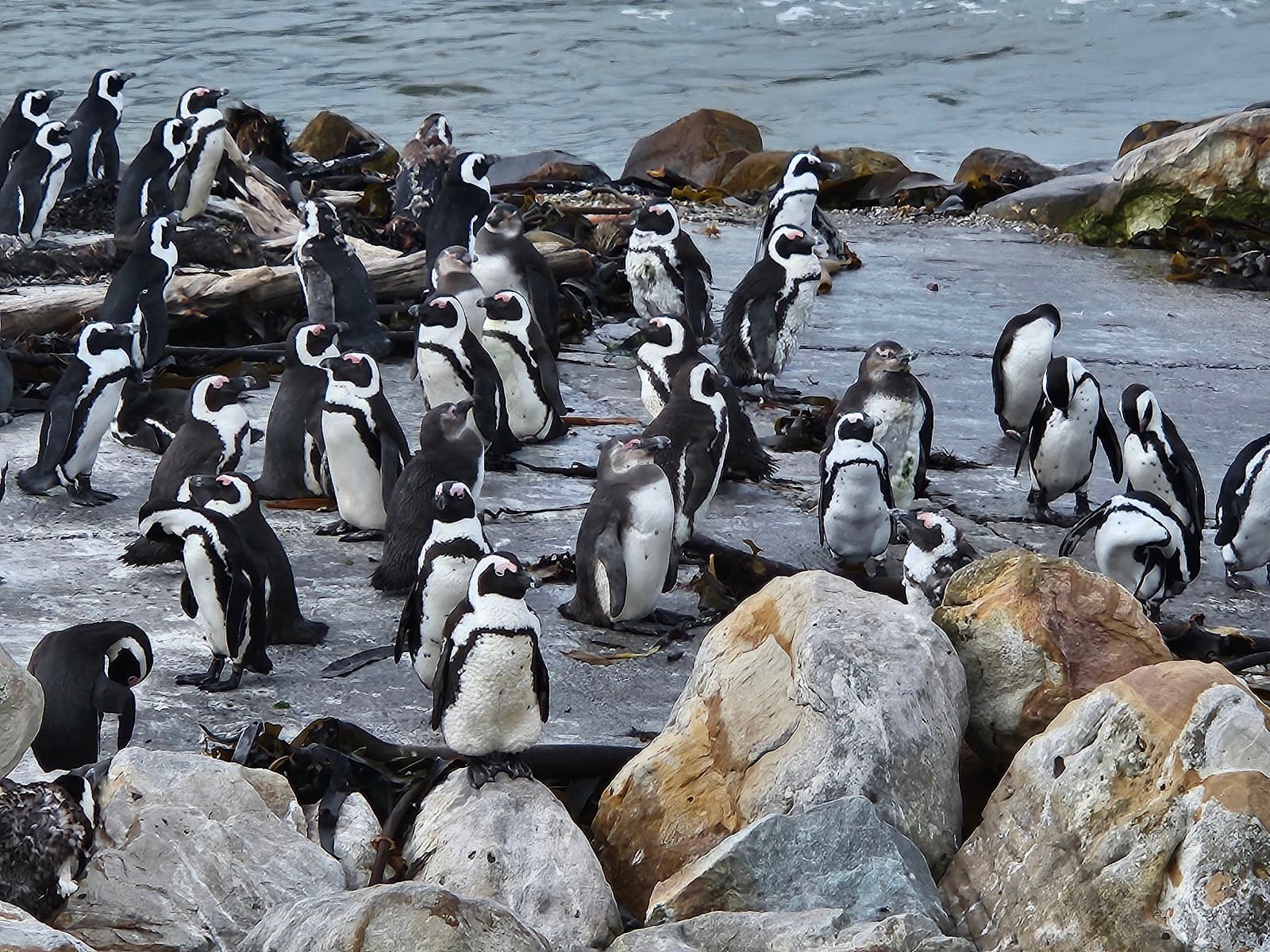 Stony Point Penguin Colony - Image 1